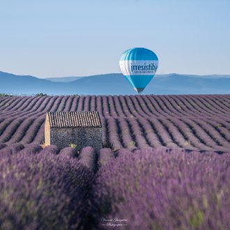 Montgolfière au dessus de champ de Lavande