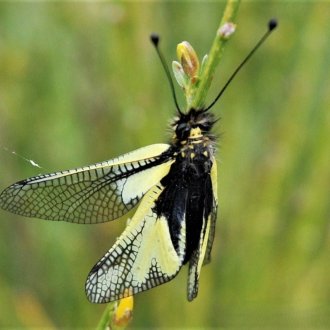 Ascalaphe soufré - Parc du Mercantour