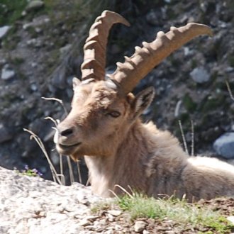 Bouquetin du Mercantour