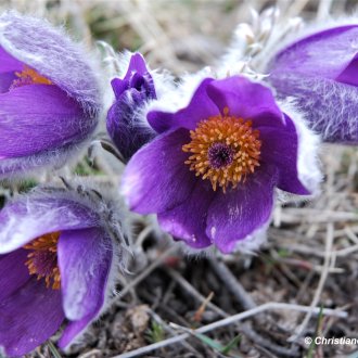 Fleurs  vernale 
