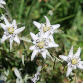 Edelweiss du Mercantour