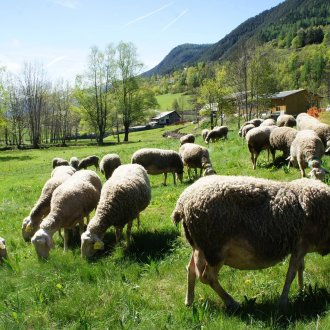 Bergerie la Belloire à Saint Étienne de Tinée 
