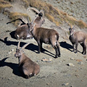Bouquetins dans le Mercantour en haute Tinée