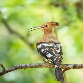 Oiseau sur un arbre