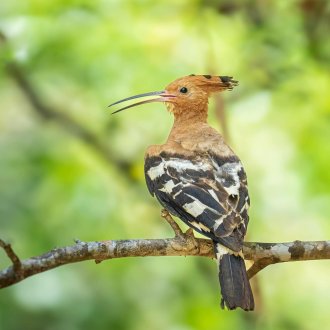 Oiseau sur un arbre