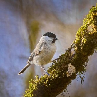 Mésange sur un arbre