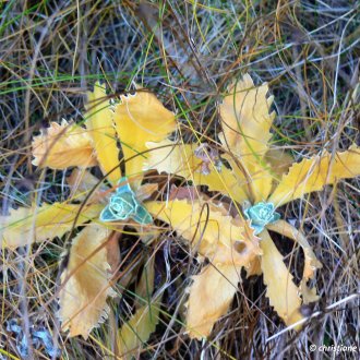 fleur endémique du Parc national du Mercantour en automne