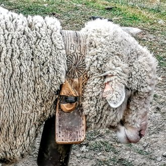Mouton avec son collier en bois 