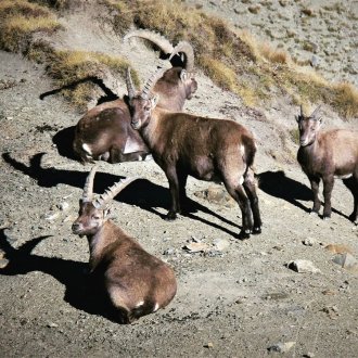 Bouquetins au col de la Bonette-Restefond, Mercantour 