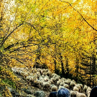 Revendran, retour du troupeau de la cabane pastorale des Juges 