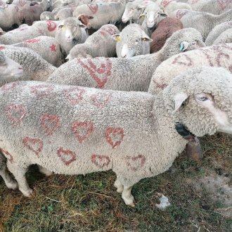 Moutons dans un pâturage du Val d'Allos 