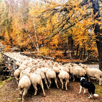 Revendran, troupeau de moutons 