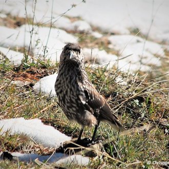 Cassenoix moucheté  dans le Parc du Mercantour en automne 