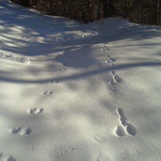 Traces d'animaux sur la neige