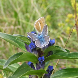 Papillons sur une gentiane - Vallée Haut-Verdon