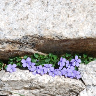 Violette de l'Agentera