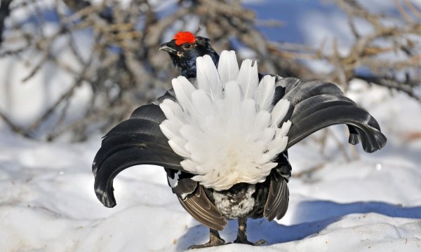 Tétras lyre en hiver dans le Mercantour