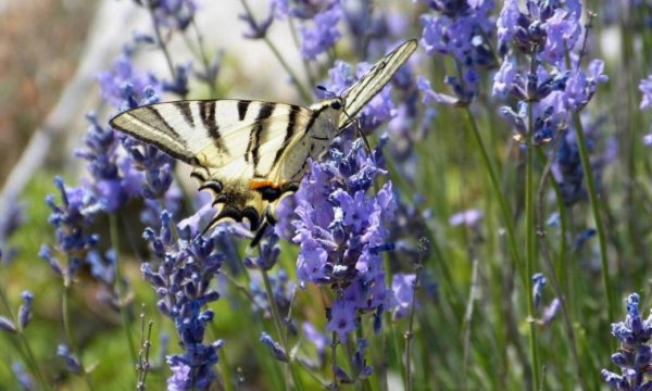 Papillon sur une fleur dans le Mercantour