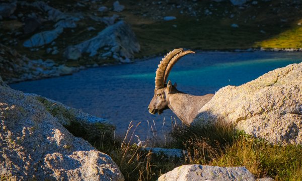 Lac du territoire du Mercantour avec bouquetin
