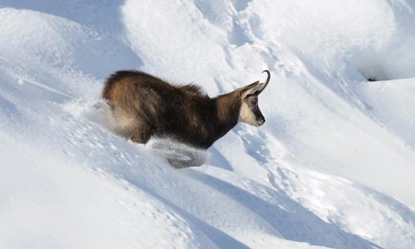 Rencontre avec les Chamois et Mouflons