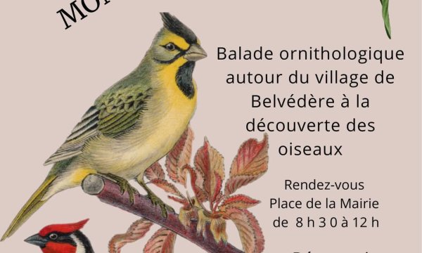 Affiche les oiseaux de mon village 