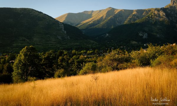 Prairie et forêt dans le Mercantour 