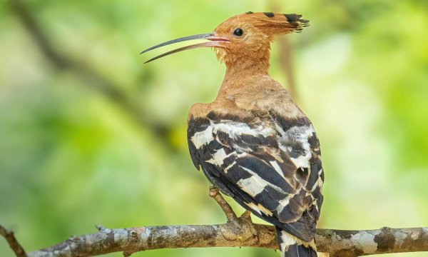 Oiseau sur un arbre