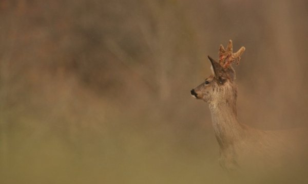 Observation de la faune  lors d'un stage