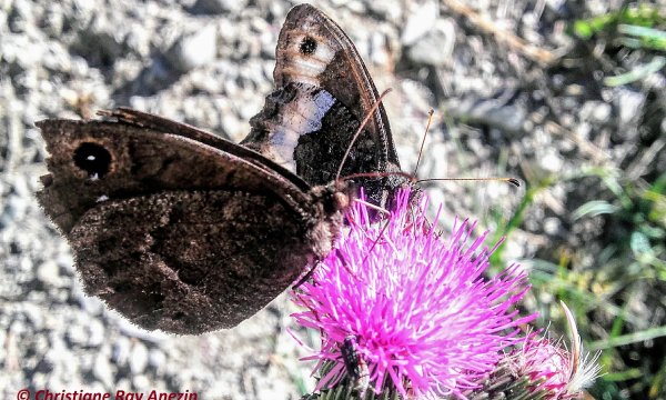 papillon parc-national mercantour