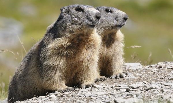 Rencontre avec les marmottes